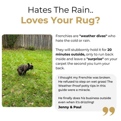 The Complete Frenchie Guide