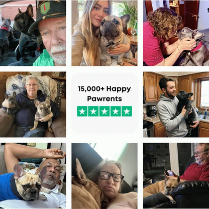 The Complete Frenchie Guide