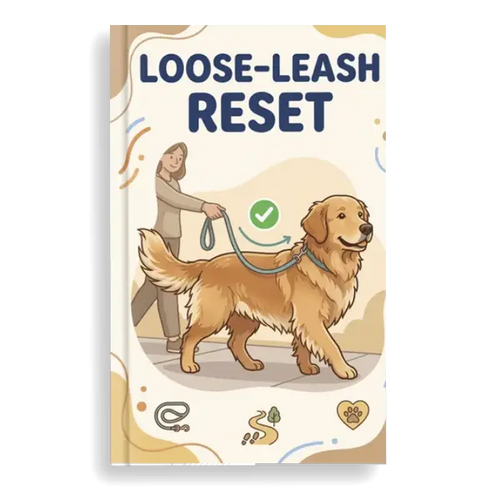 Golden Retriever Loose-Leash Reset