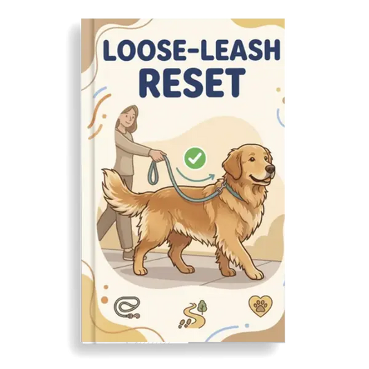 Golden Retriever Loose-Leash Reset