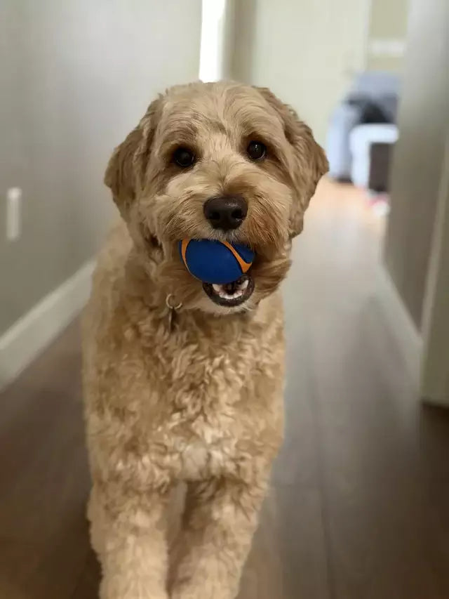 files/User-GoldenDoodle-04.webp